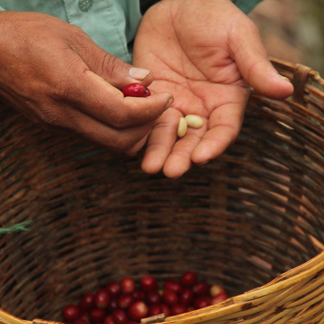 Chiapas, Mexico Single Origin Mild Roast | Alternative Grounds